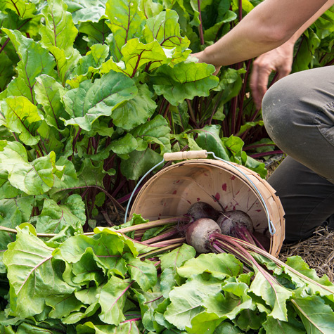 Harvesting and Storing Beets