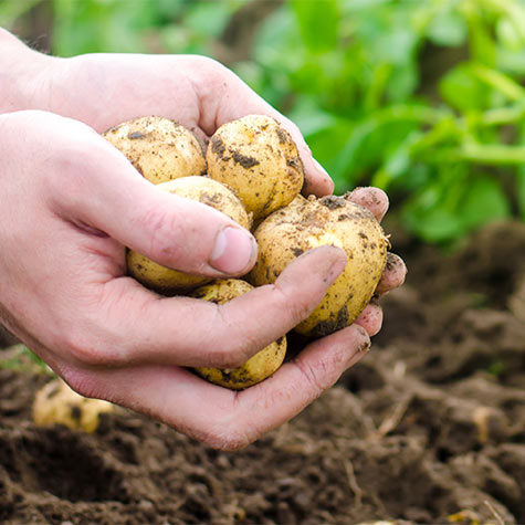 Preparing the Soil for Potatoes