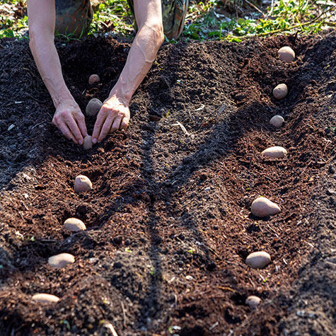 Planting Potatoes