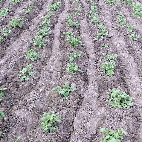 Hilling and Caring for Potato Plants