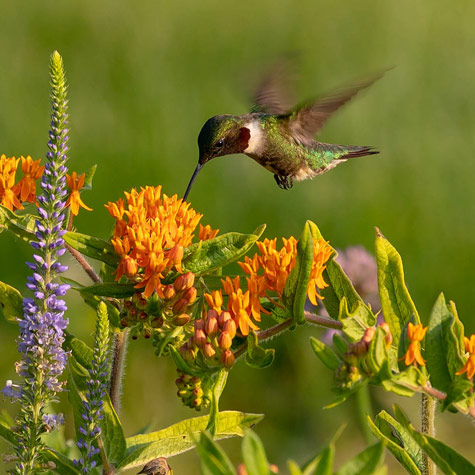 Hummingbirds: Tiny but Mighty Pollinators