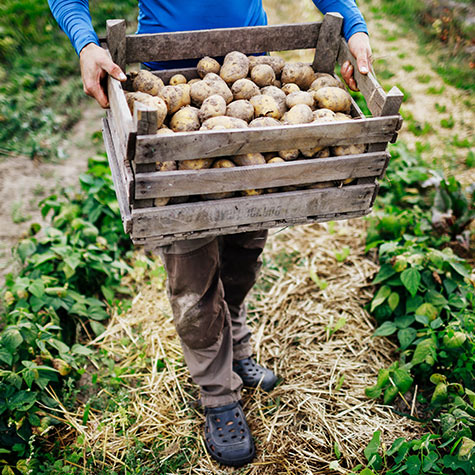 Harvesting Potatoes