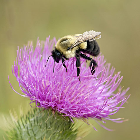 Bees: Nature’s Best Pollinators