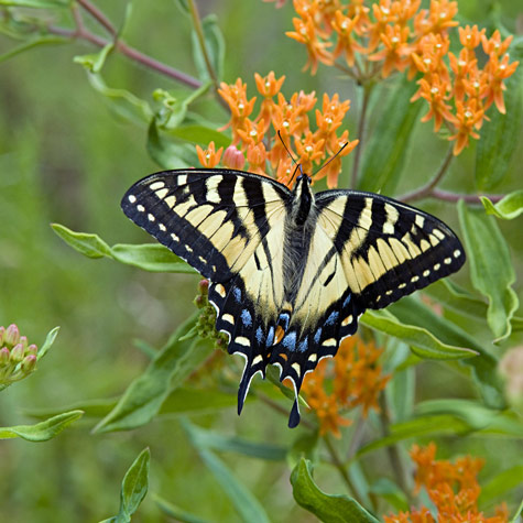 Butterflies: Colorful Garden Guests