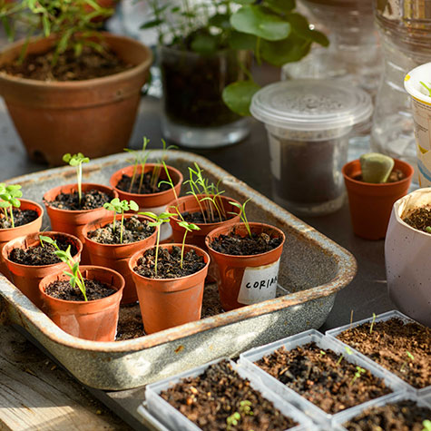 Getting Started with Seed Planting