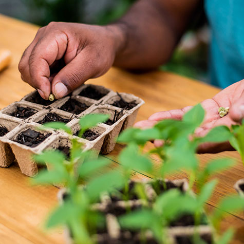 Planting and Watering Seeds