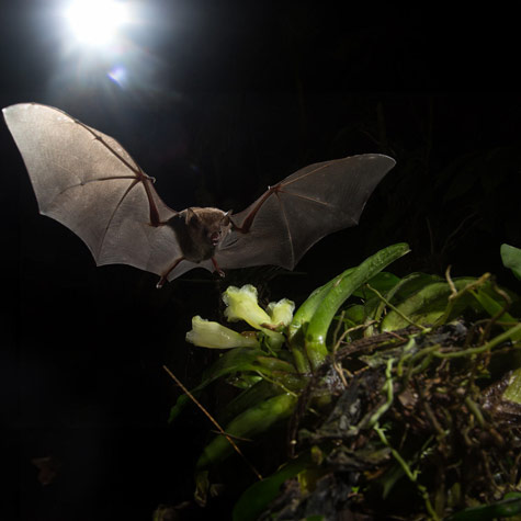 Bats: Nighttime Pollinators