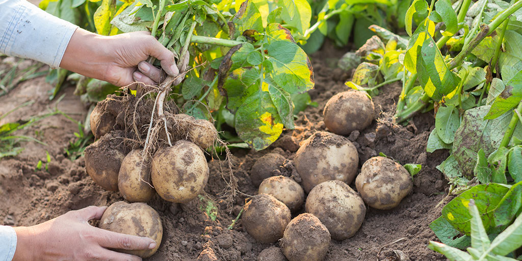 A Comprehensive Guide to Growing Potatoes 