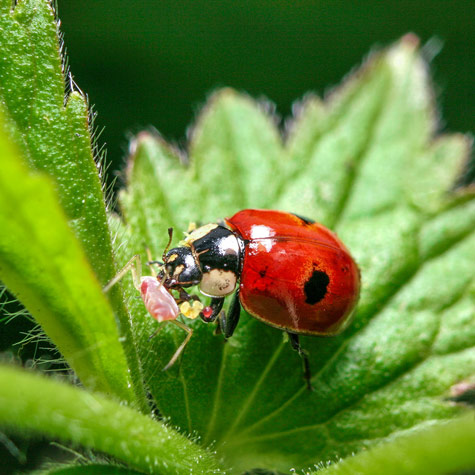 Beetles: Unsung Heroes of Pollination