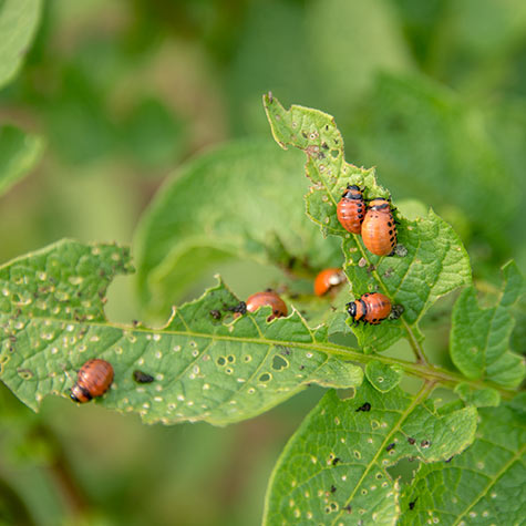 Troubleshooting Common Potato Growing Issues