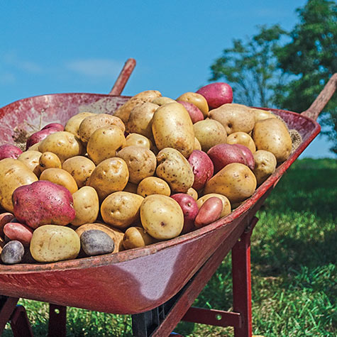 Selecting Potato Varieties