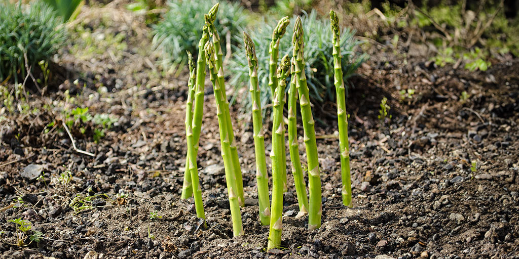 Perennial Vegetables for Your Garden 