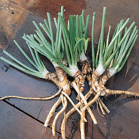 Horseradish