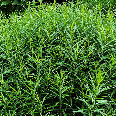 French Tarragon