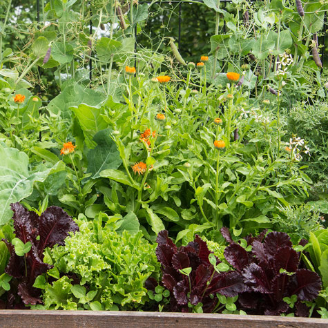 Understanding the Difference: Annual vs. Perennial Vegetables