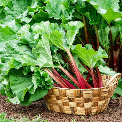 Rhubarb