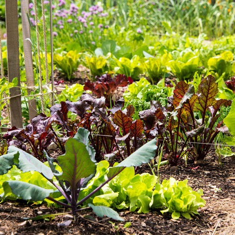 How Growing Perennial Vegetables Can Save You Money